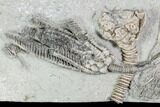 Crinoid Plate With Five Crinoids - Crawfordsville, Indiana #104751-1